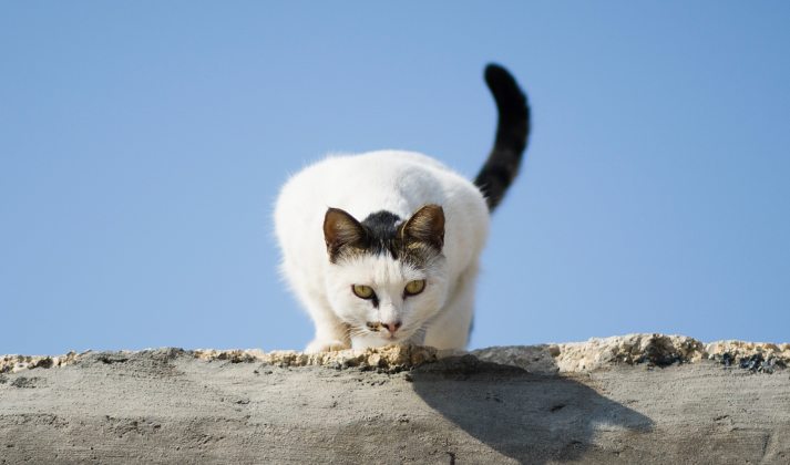 For sterilised cats rich in fresh beef